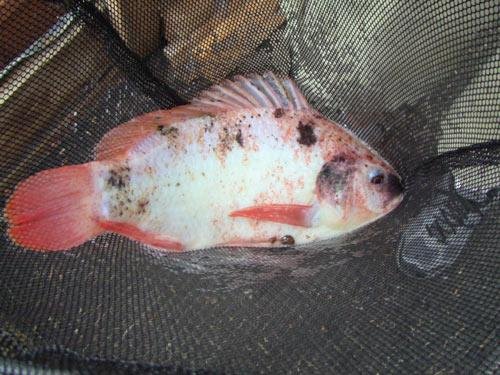 Aquaponic Gardening: Growing Fish and Vegetables Together ...