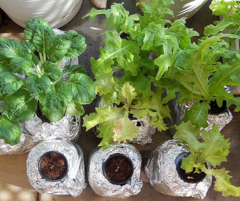 A Kitchen Garden in Kihei Maui: An Inexpensive Hydroponic ...
