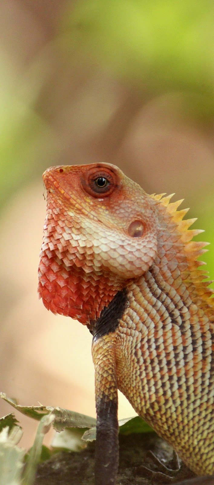 an oriental garden lizard - about wild animals