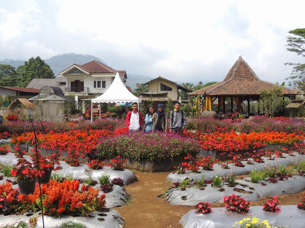 lets get lost!: kebun bunga begonia, lembang (begonia garden, lembang)