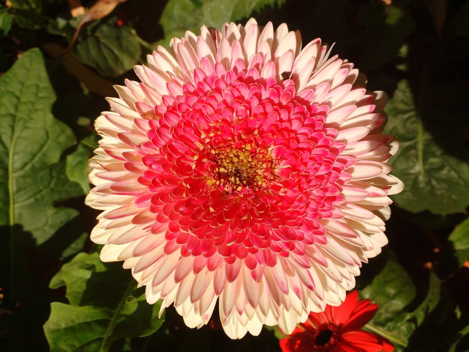 madhosh kiye jaa: empress gardens flower show 2018