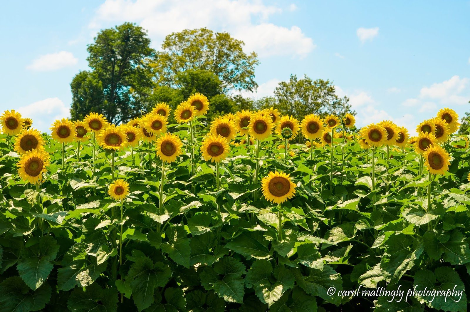 carol mattingly photography: sunflower field