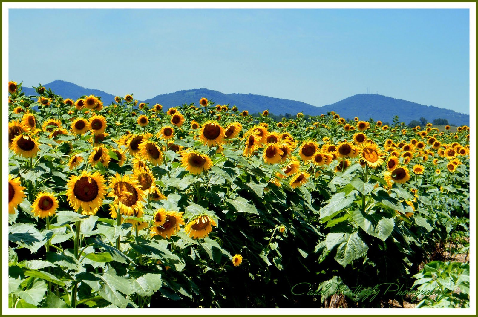 carol mattingly photography: sunflower field!