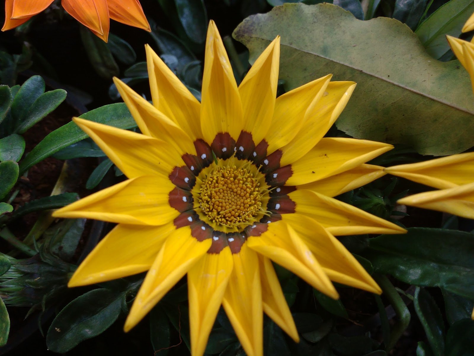 madhosh kiye jaa: empress gardens flower show 2018