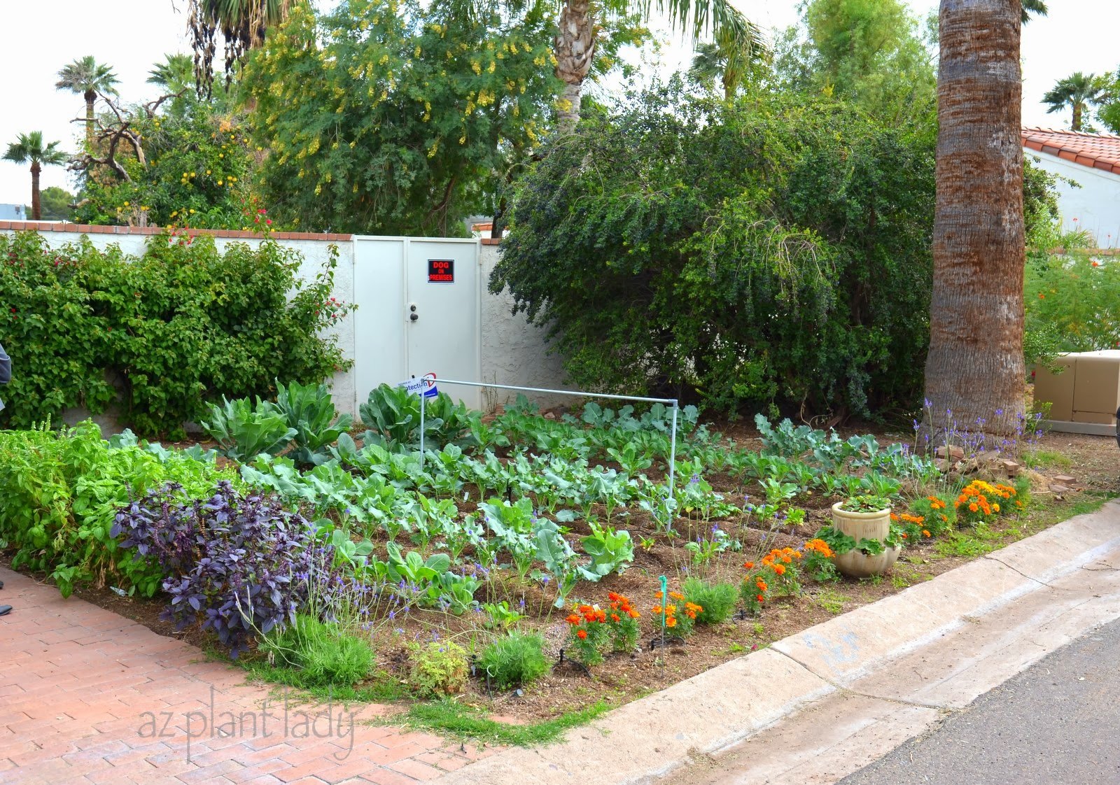 vegetable gardens in unexpected places - ramblings from a desert garden