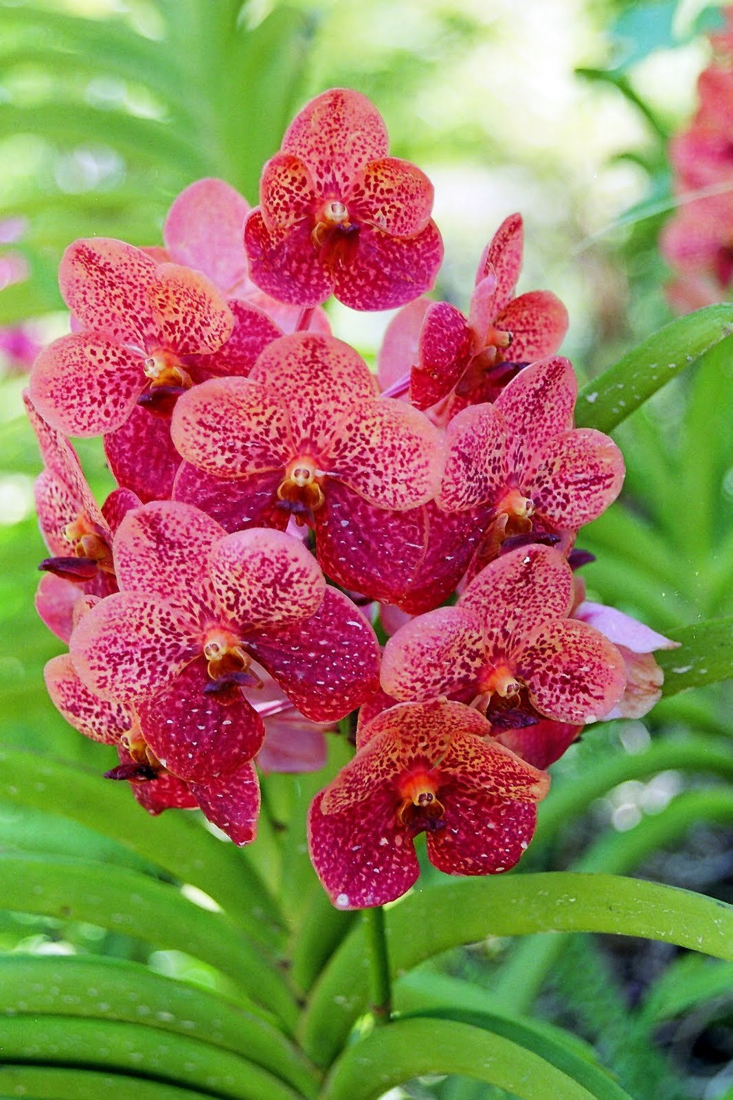 make it davao: orchid capital of the philippines