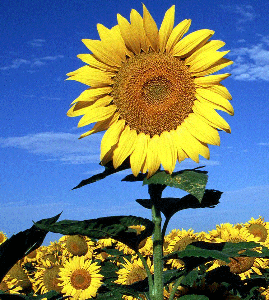 sun flower: tips on how to grow sunflowers from seed