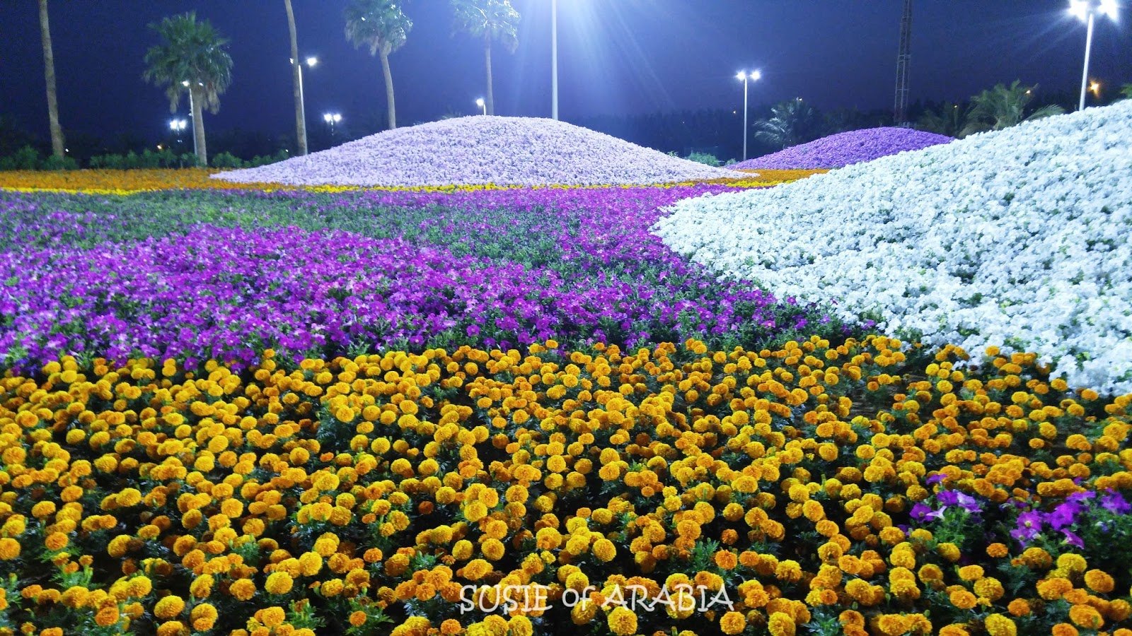 jeddah daily photo: our world: yanbu flower festival