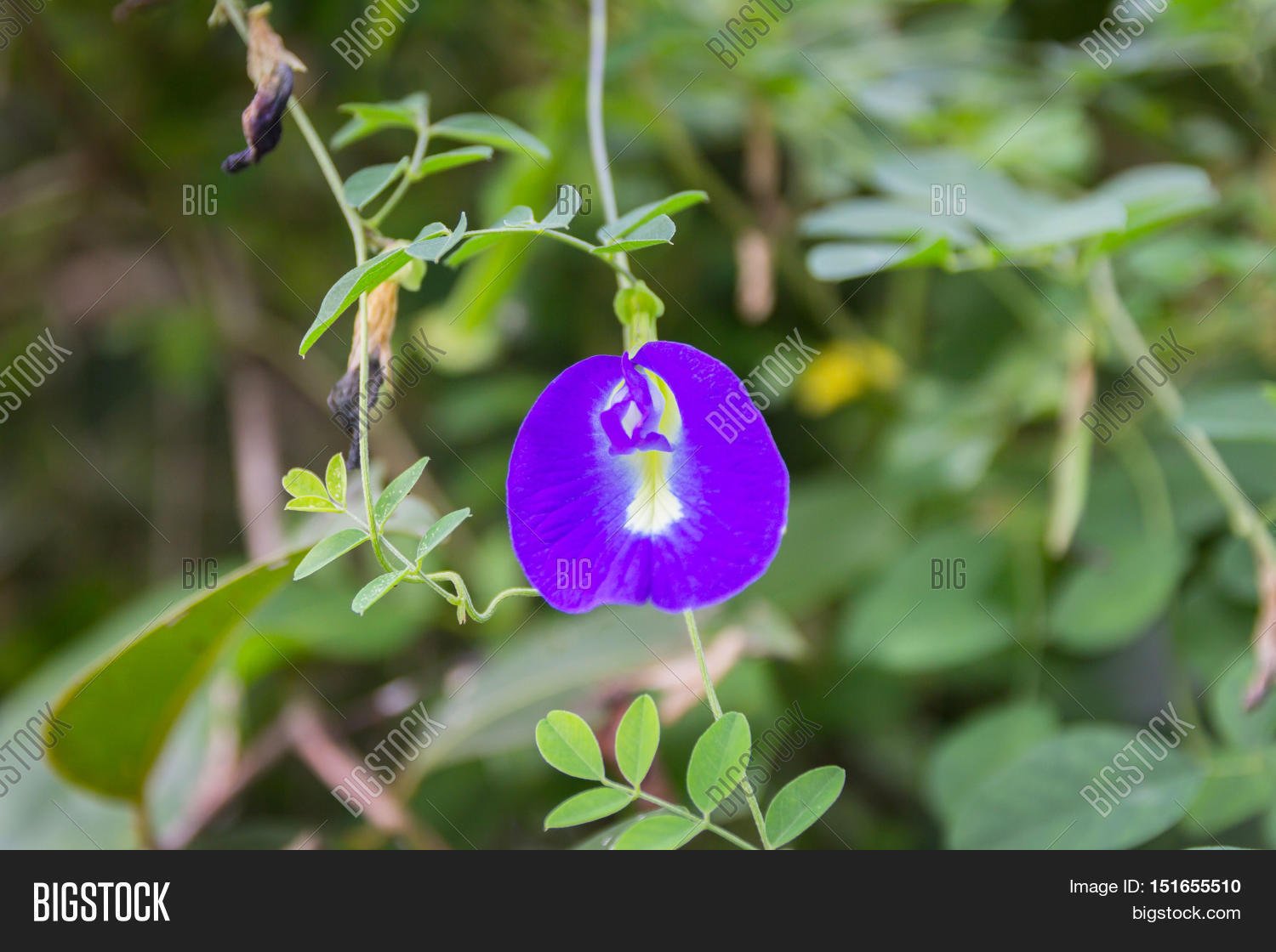 butterfly pea blue pea image & photo (free trial) | bigstock