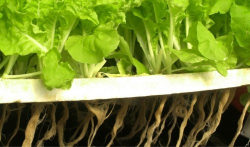 hydroponic techniques for the beginning gardener | wyman's