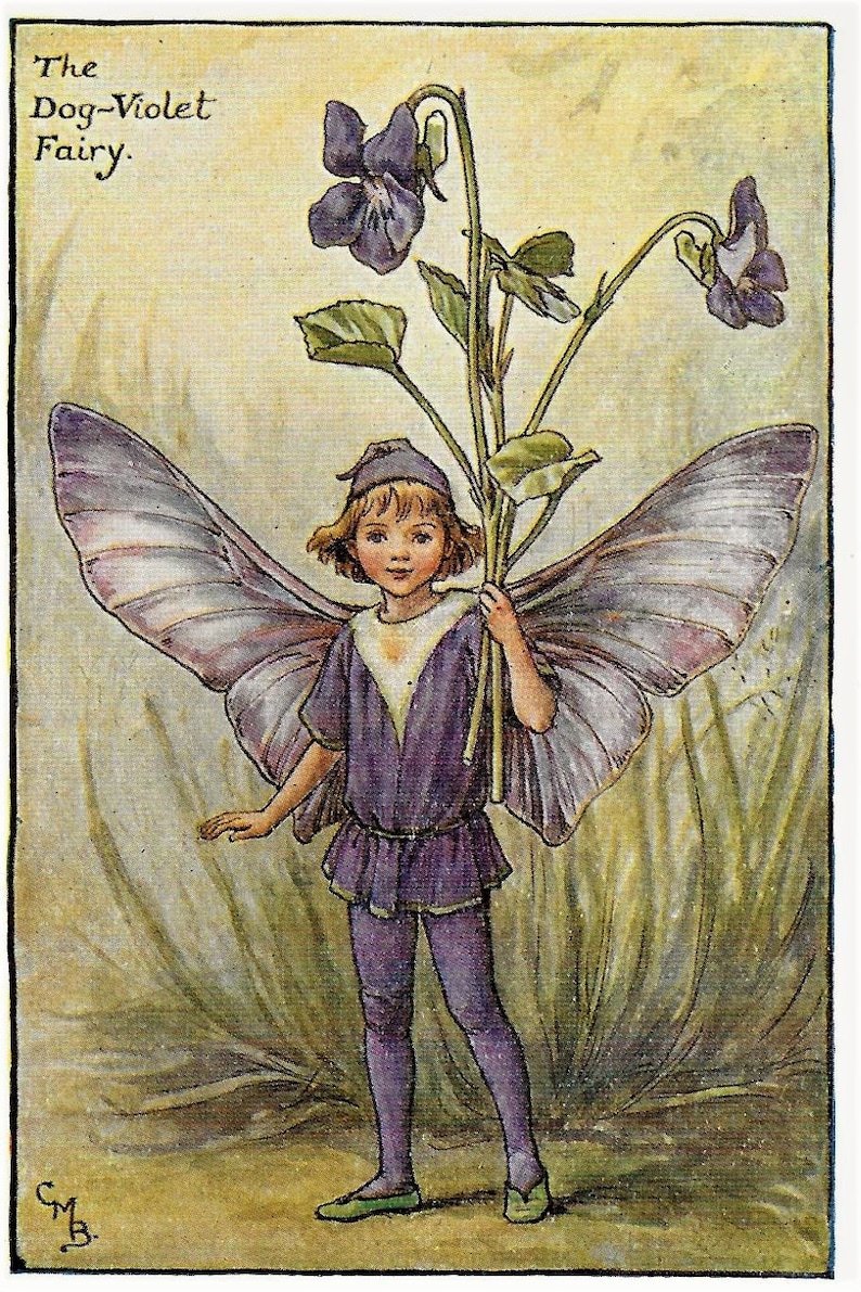 flower fairies dog violet garden boy vintage 1920 matted picture purple  pansy fairy w- butterfly wings by cicely marybarker print