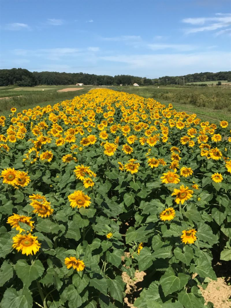 sunflower festival