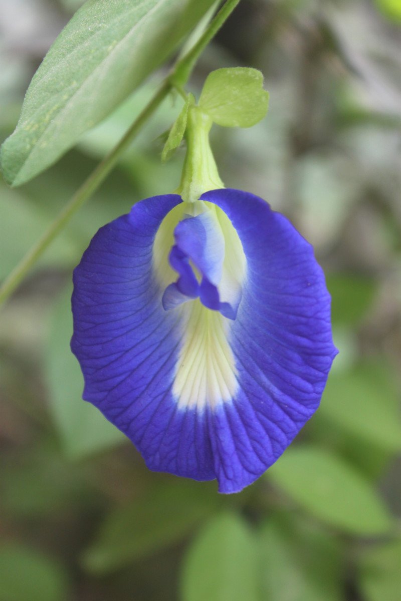 butterfly pea flowers for tea bluechai - deep blue colored flowers