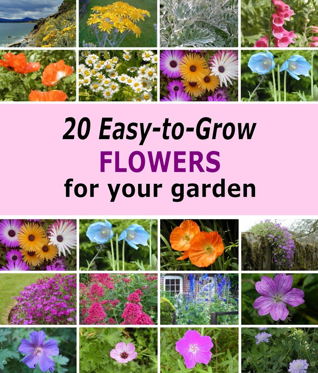 20 flowers with names, you've seen in other people's gardens