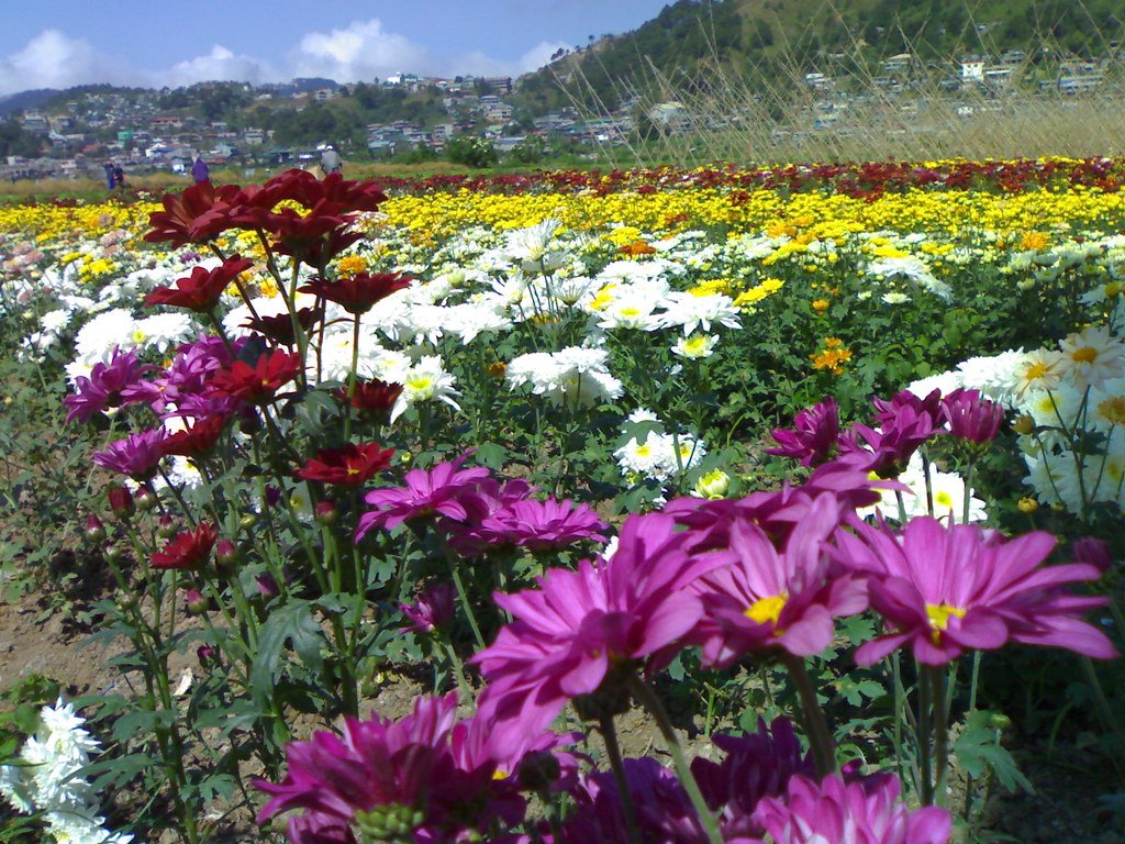 la trinidad benguet flower farm | ermelo villareal jr. | flickr