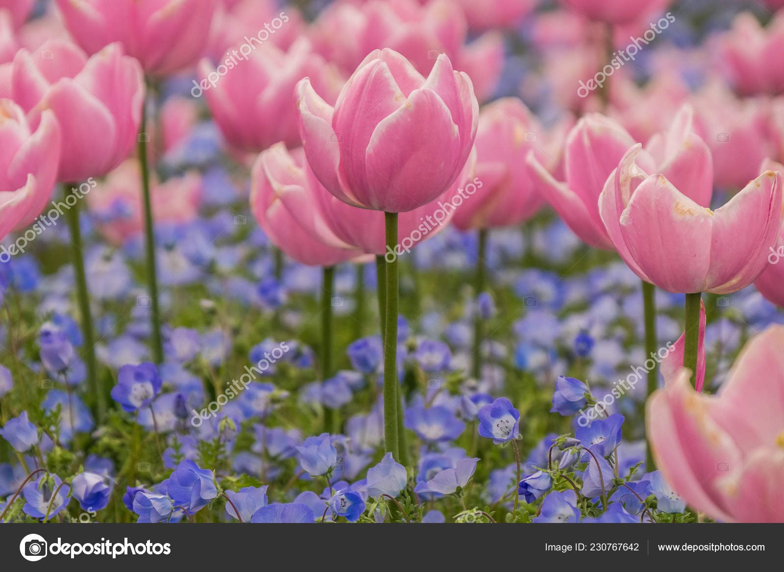 tulip field nabana sato famous flower garden japan — stock photo
