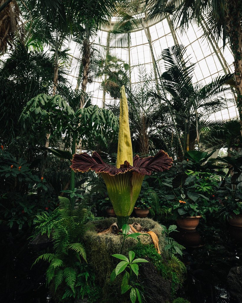 corpse flower plant new york botanical garden 2018 amorpho… | flickr