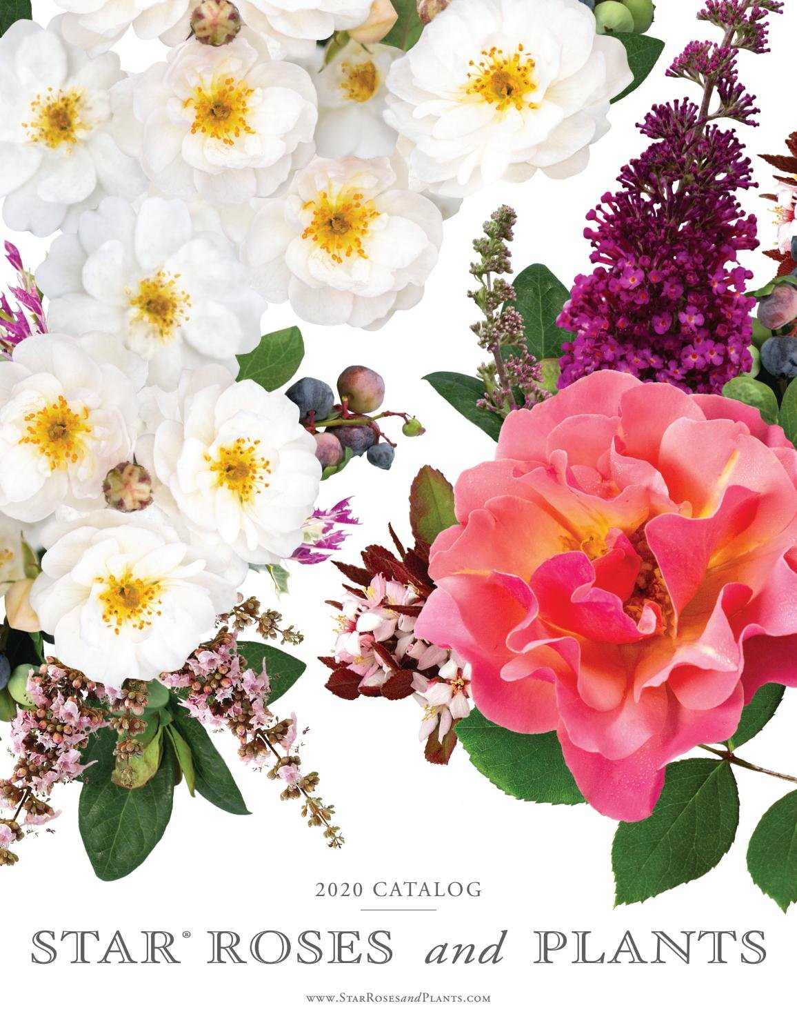 2020 star® roses and plants catalog by star® roses and plants - issuu