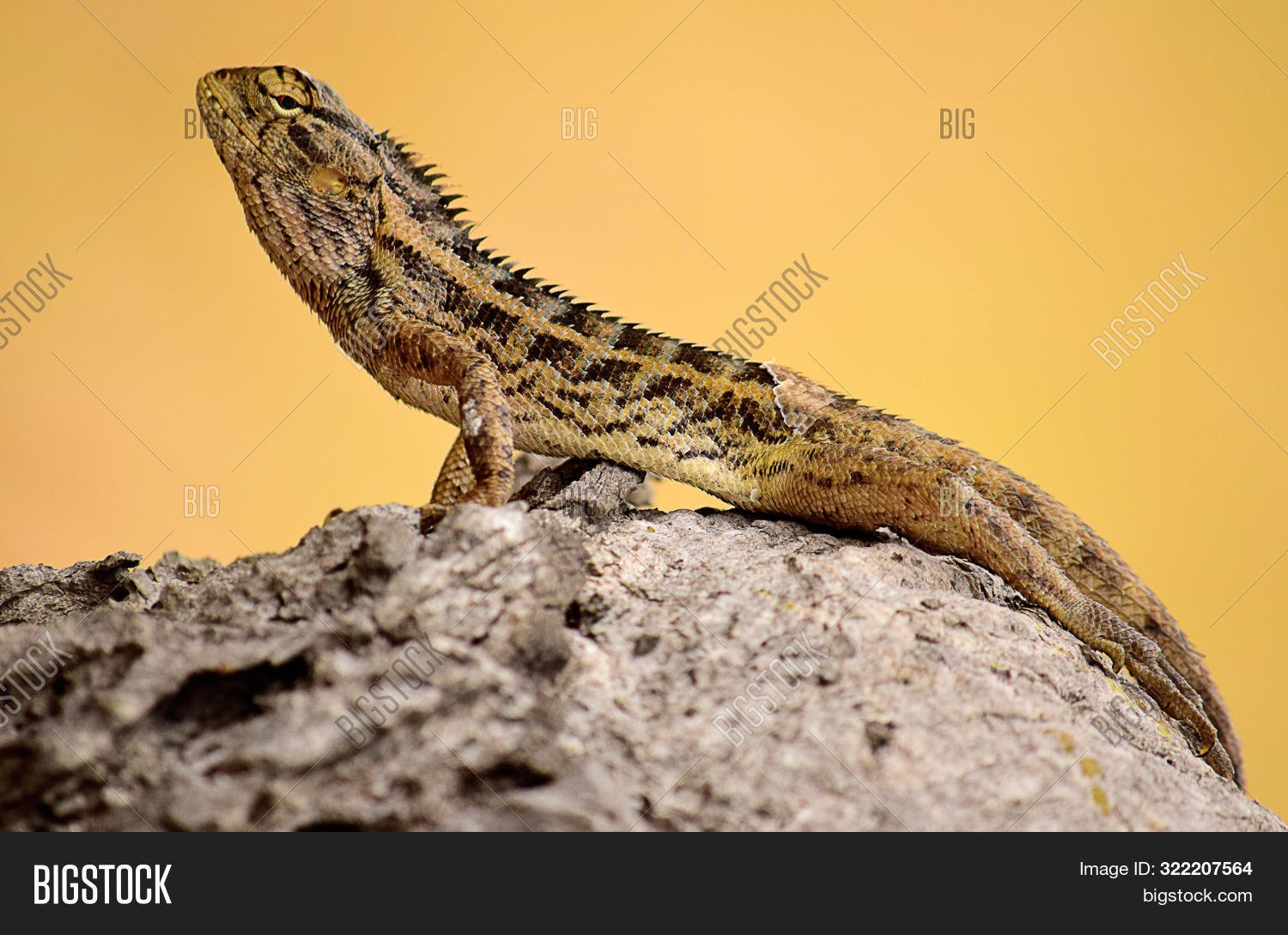 oriental garden lizard image & photo (free trial) | bigstock