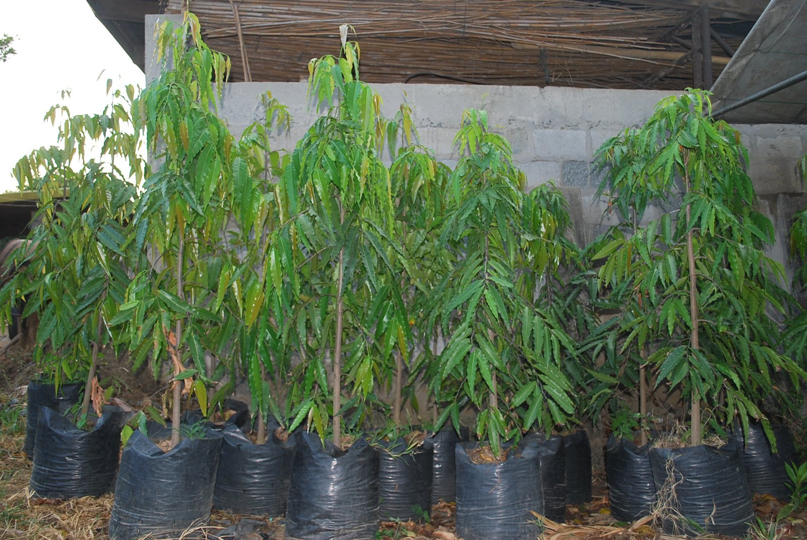 indian tree | cainta plant nursery