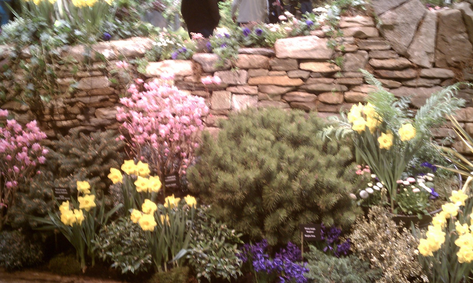 new england flower show – just delightful! | city garden ideas
