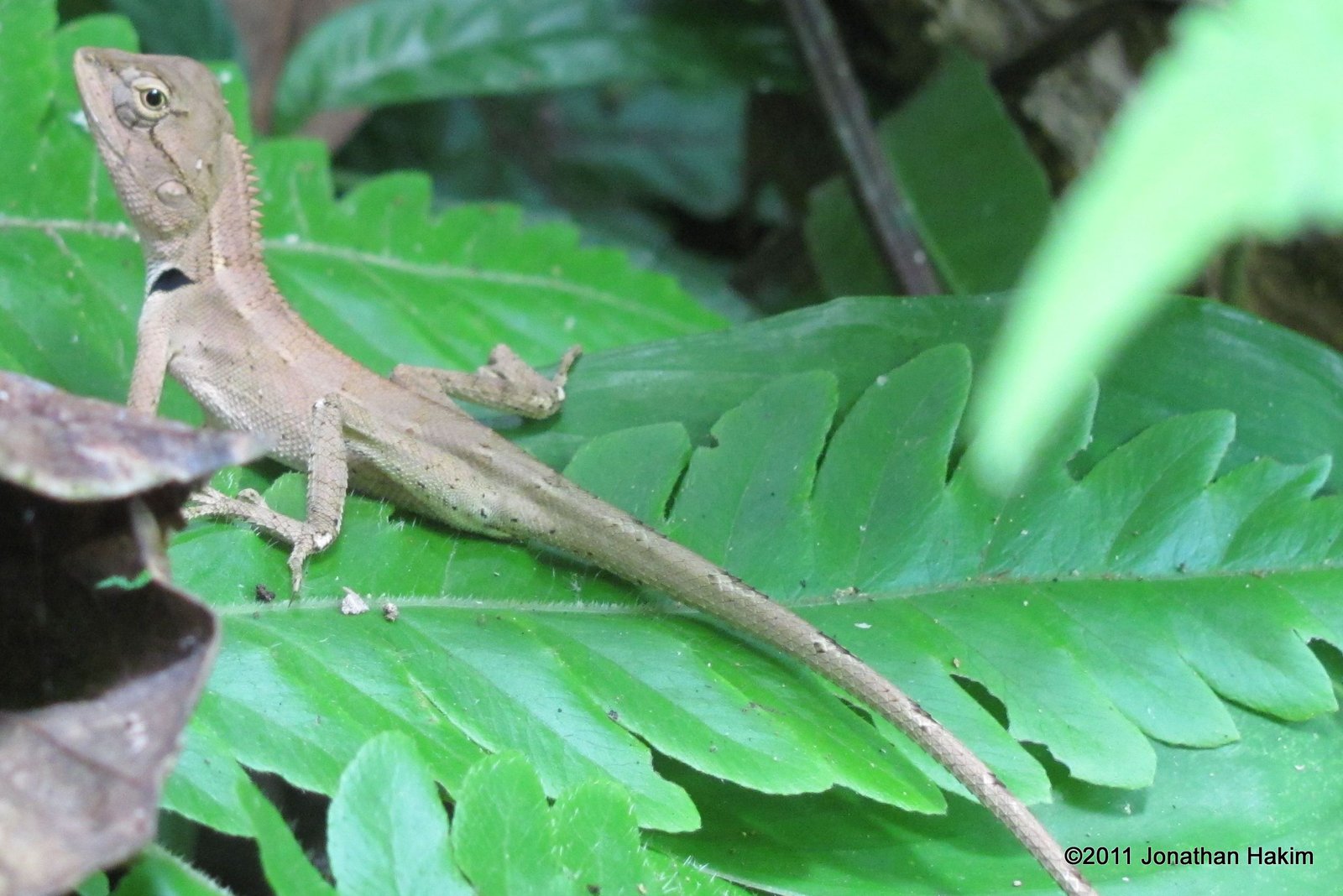 oriental garden lizard care | fasci garden