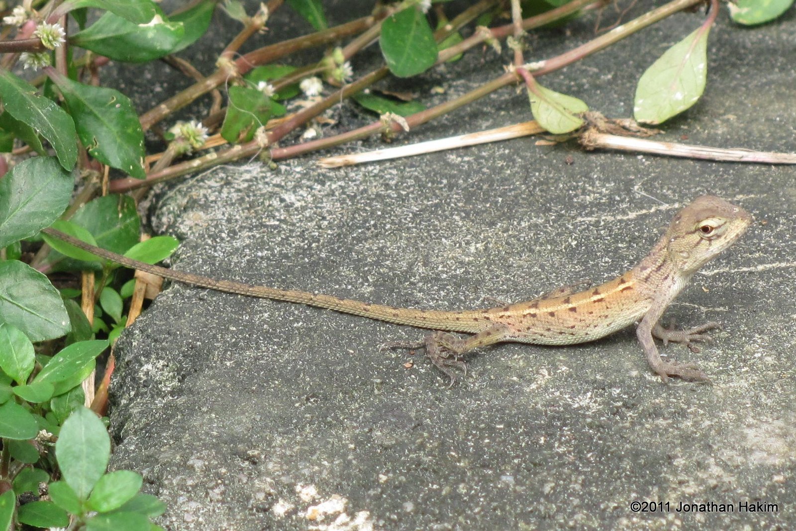 types of garden lizards | garden perfect