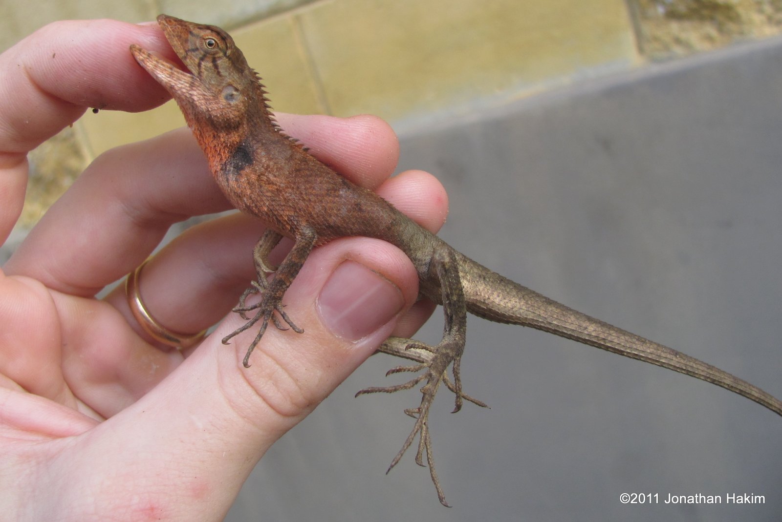 oriental garden lizard care | fasci garden