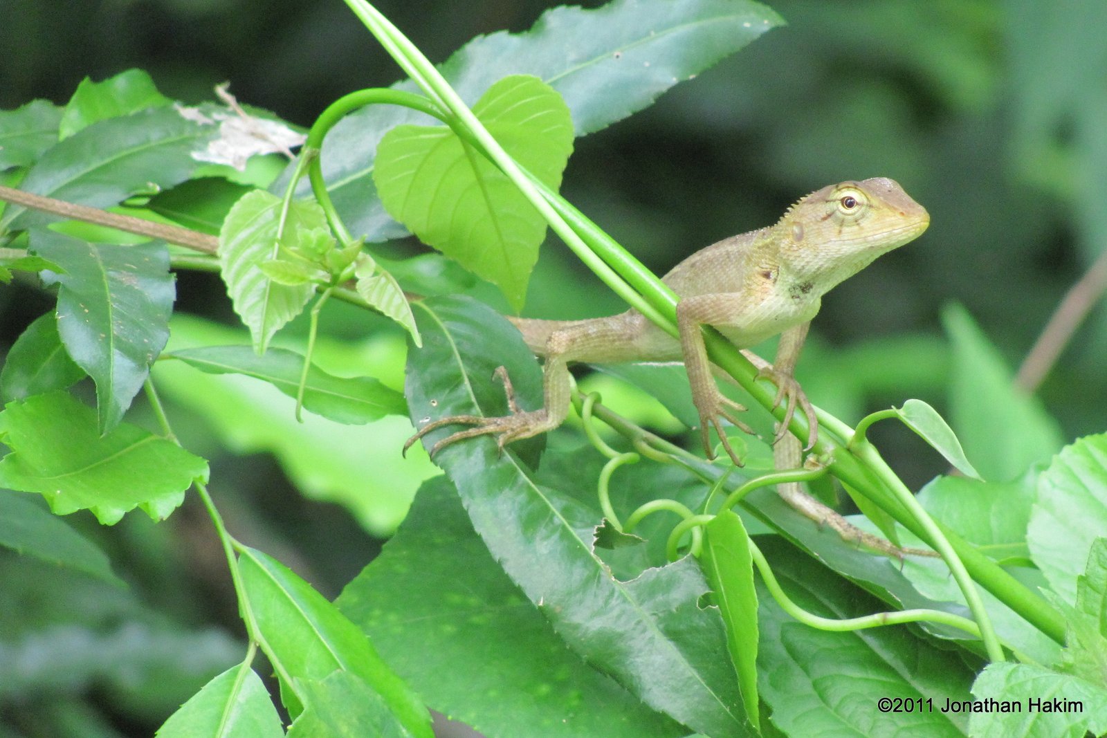 oriental garden lizard care | fasci garden