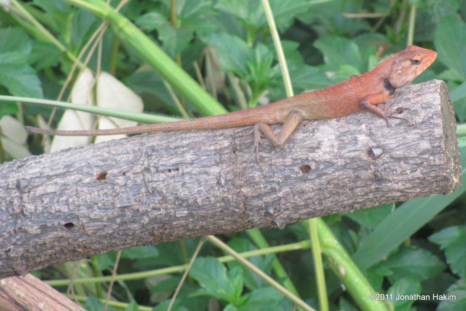 oriental garden lizard care | fasci garden