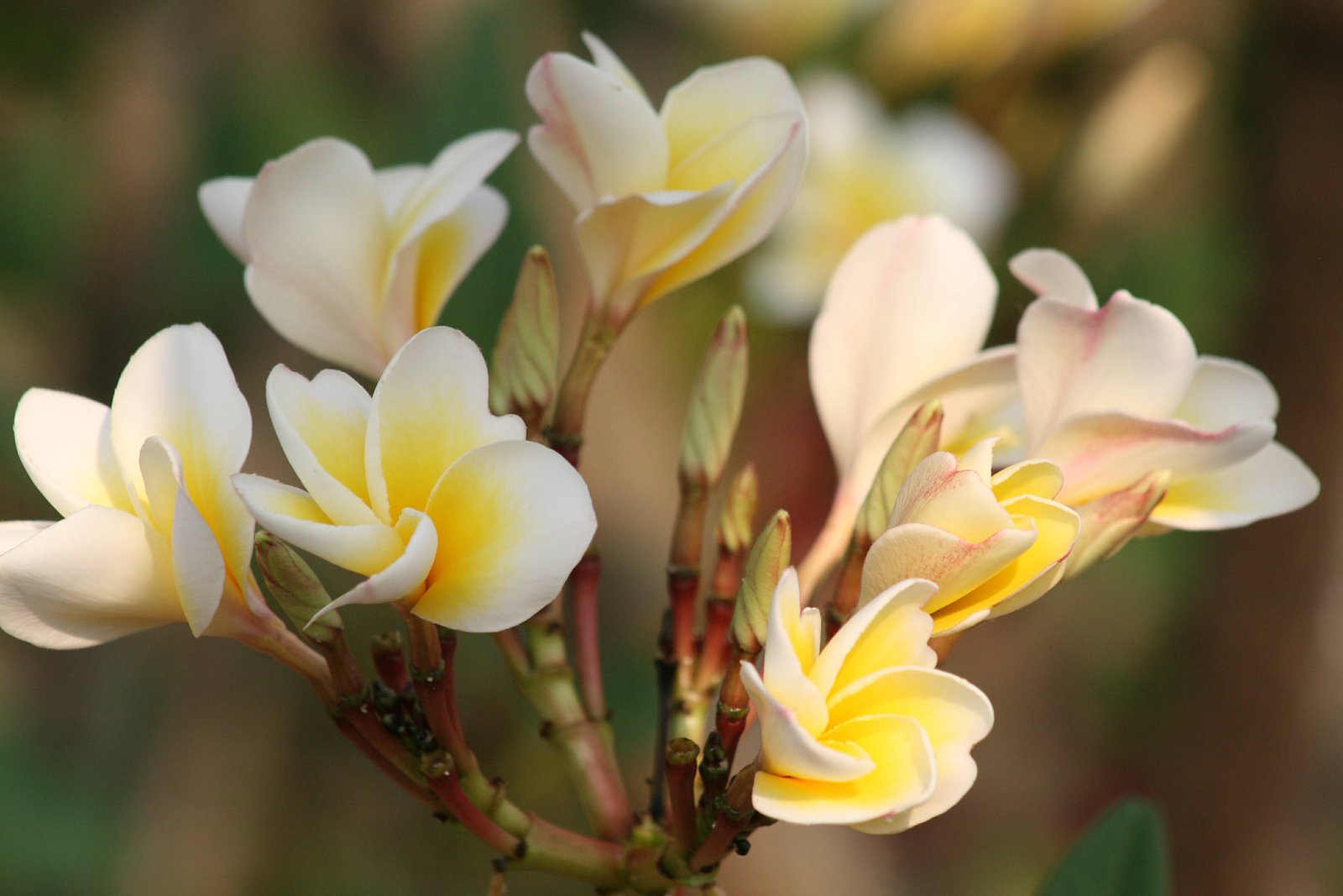 south indian flowers | lakesideindia