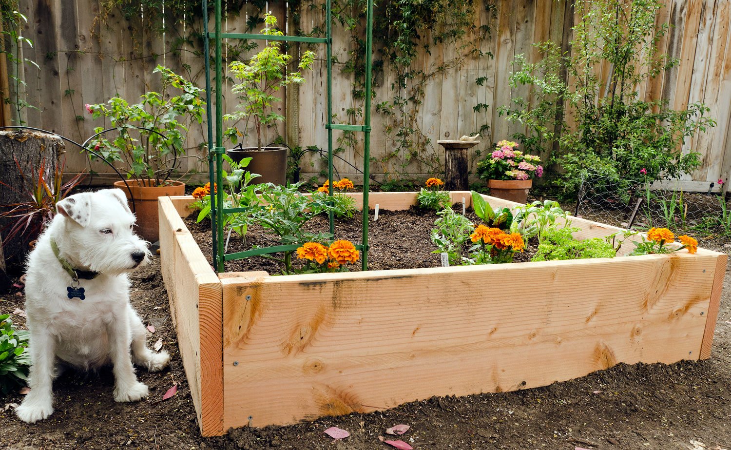 tuesday's tips — easy-to-build raised bed – bees and chicks