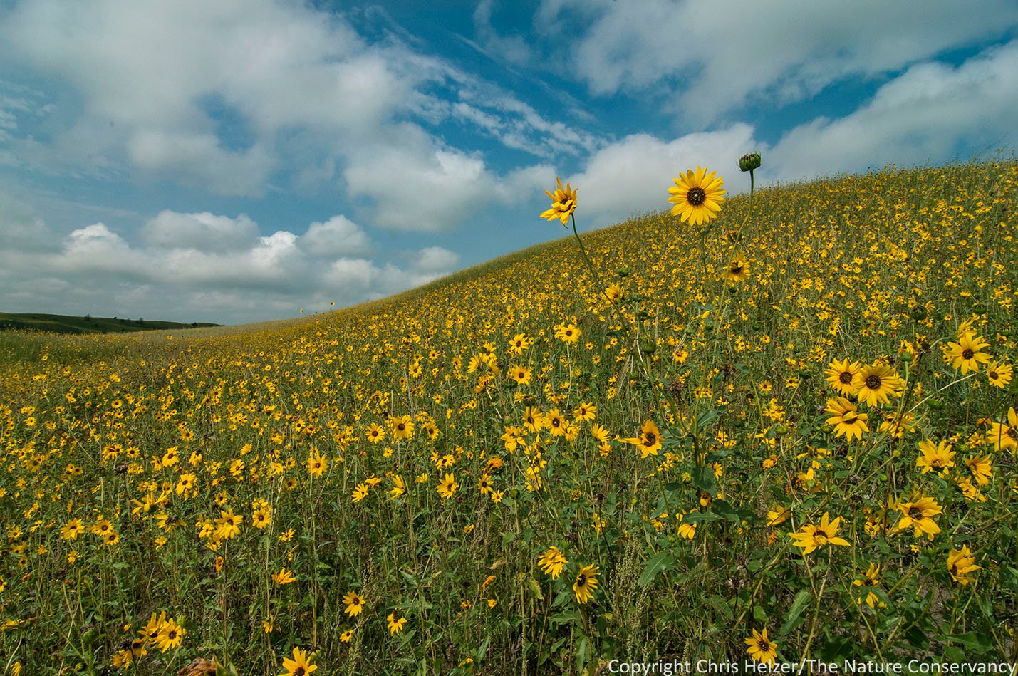 sunflowers! | the prairie ecologist