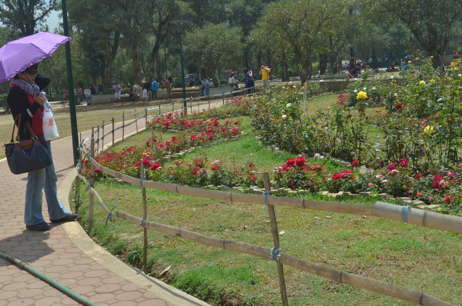 the rose garden: a budding tourist attraction in baguio | mjurgeanne