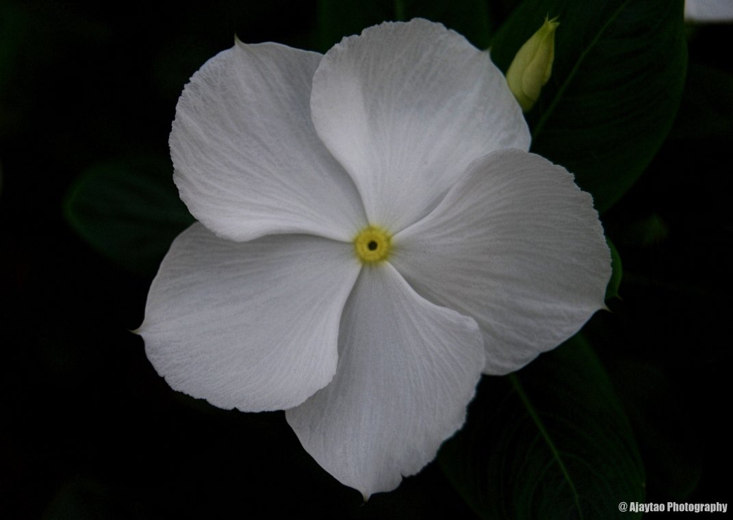 bengali: নযনতাৰা nayantara | ajaytao botanical photography