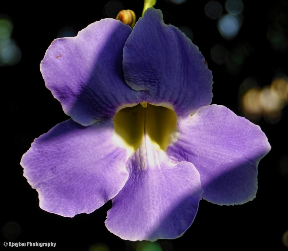 bengal clock vine | ajaytao botanical photography