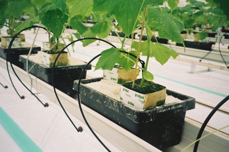 Greenhouse Growing Media | Greenhouse Growers