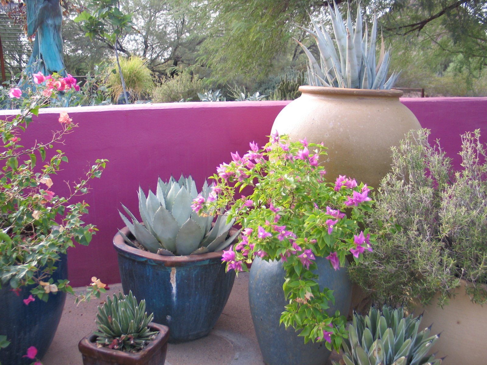 desert botanical garden in phoenix | de graaf design associate's blog