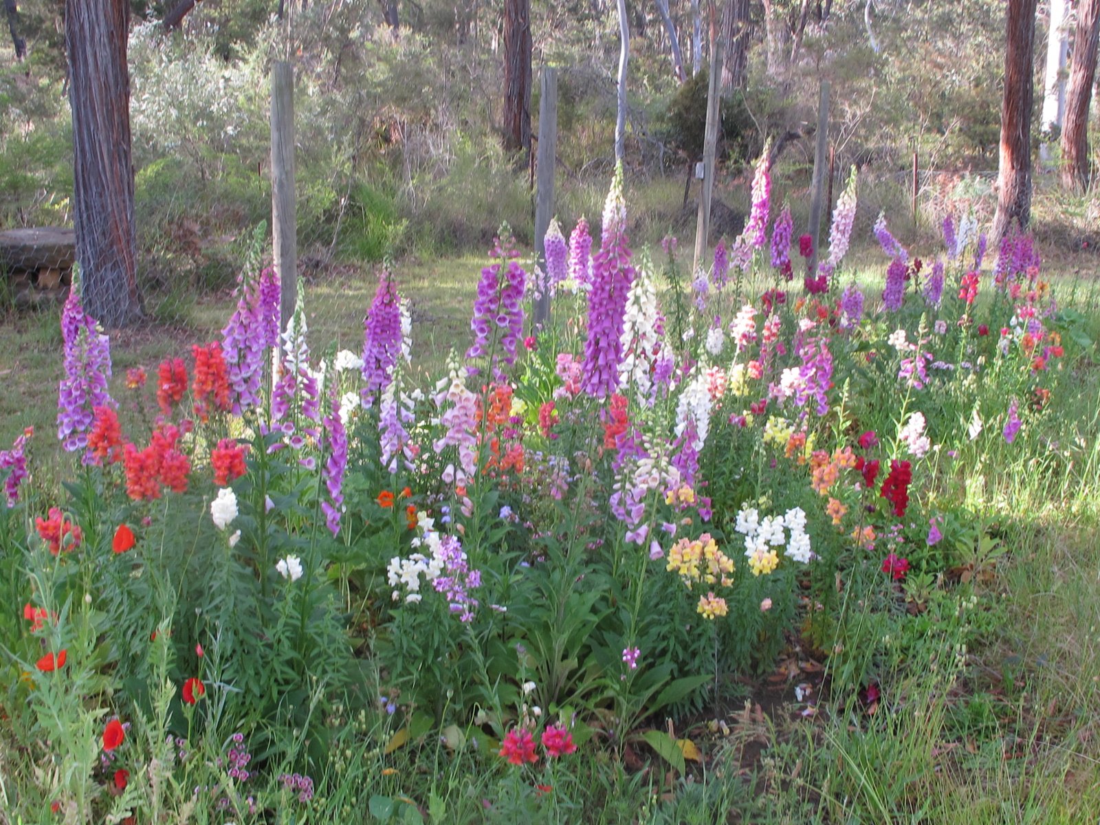 english country garden flowers | tonight my fingers smell of garlic