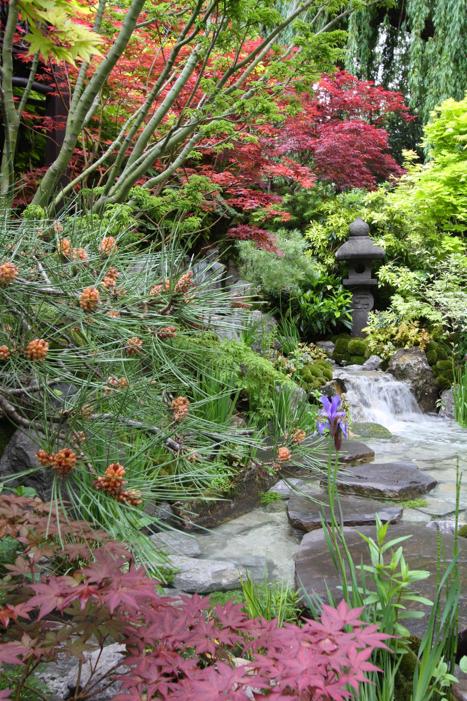 chelsea flower show 2015 – stars of the show: edo no niwa by