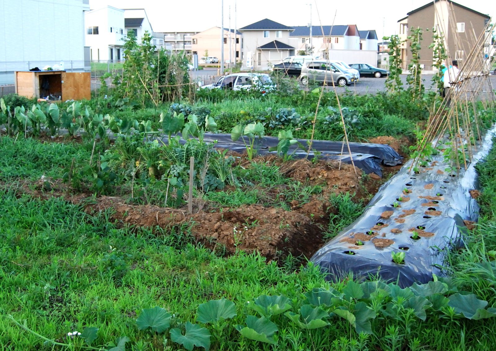 small backyard vegetable garden ideas | mystical designs and tags