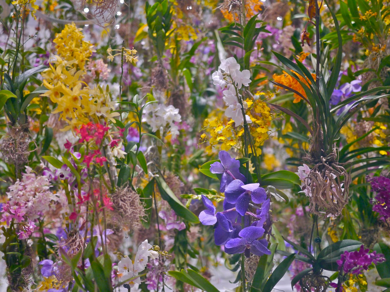 floating flower garden – from my wandering mind
