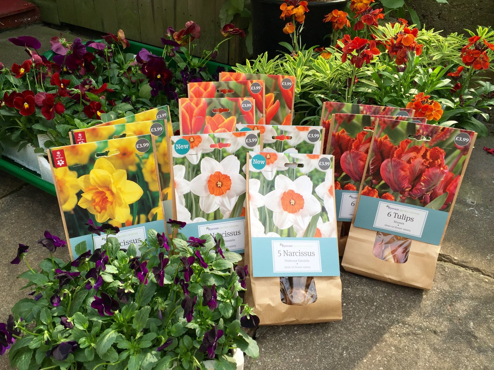 how to create a spring bulb theatre – the frustrated gardener
