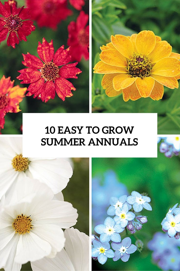 10 easy to grow and bold summer annual flowers - gardenoholic