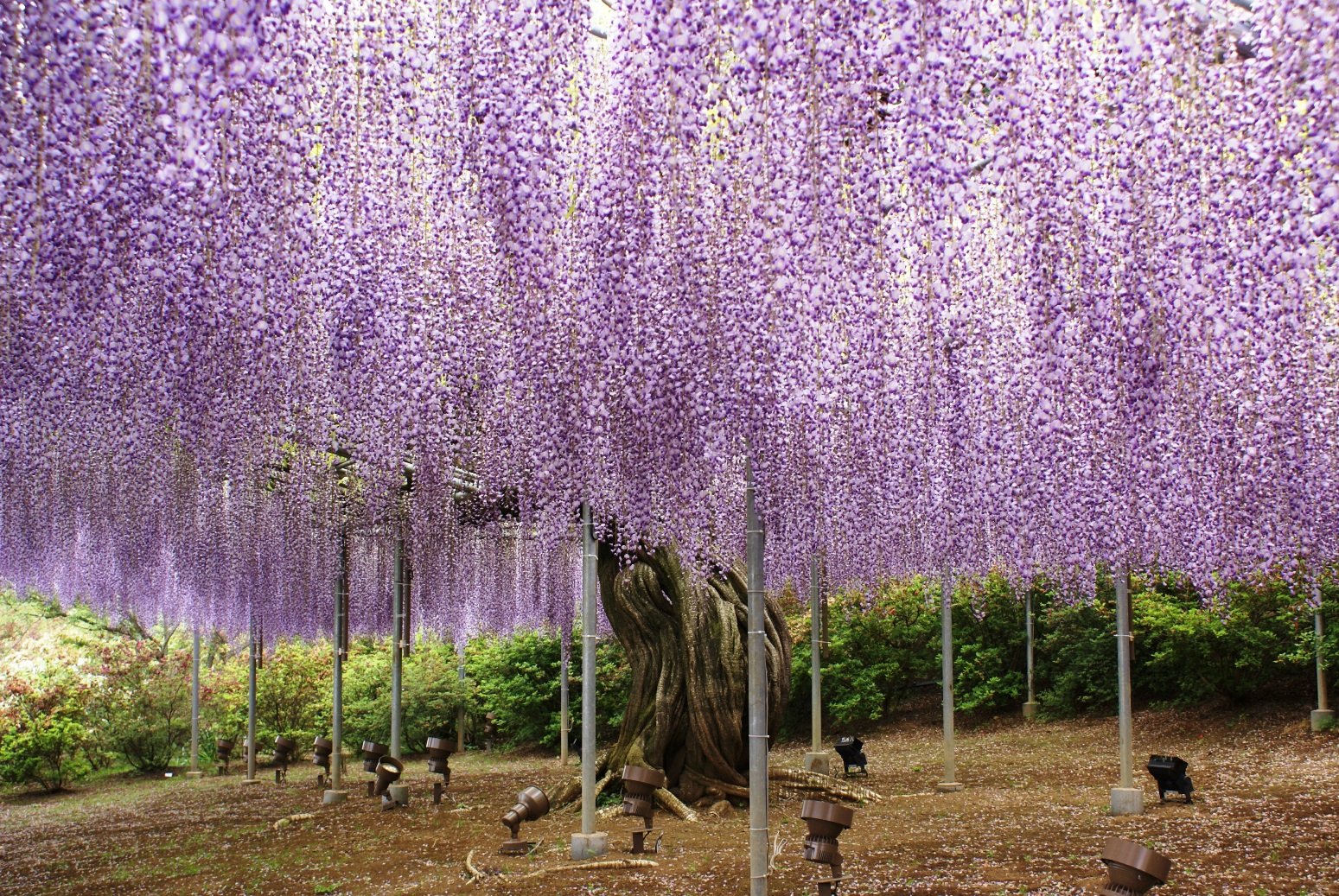 great gardens: ashikaga flower park – uncovering japan