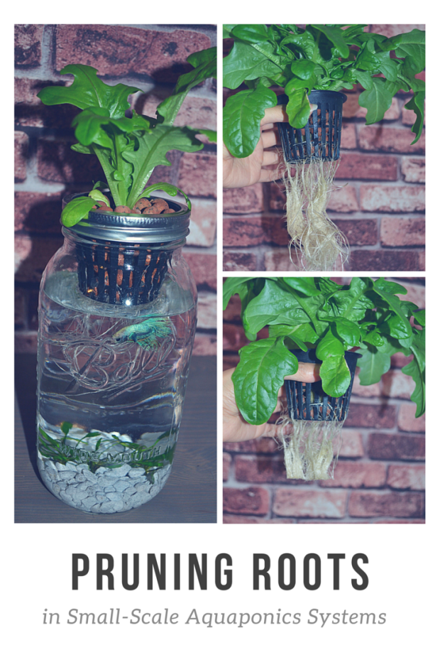 Mason Jar Aquaponics – Green PLUR