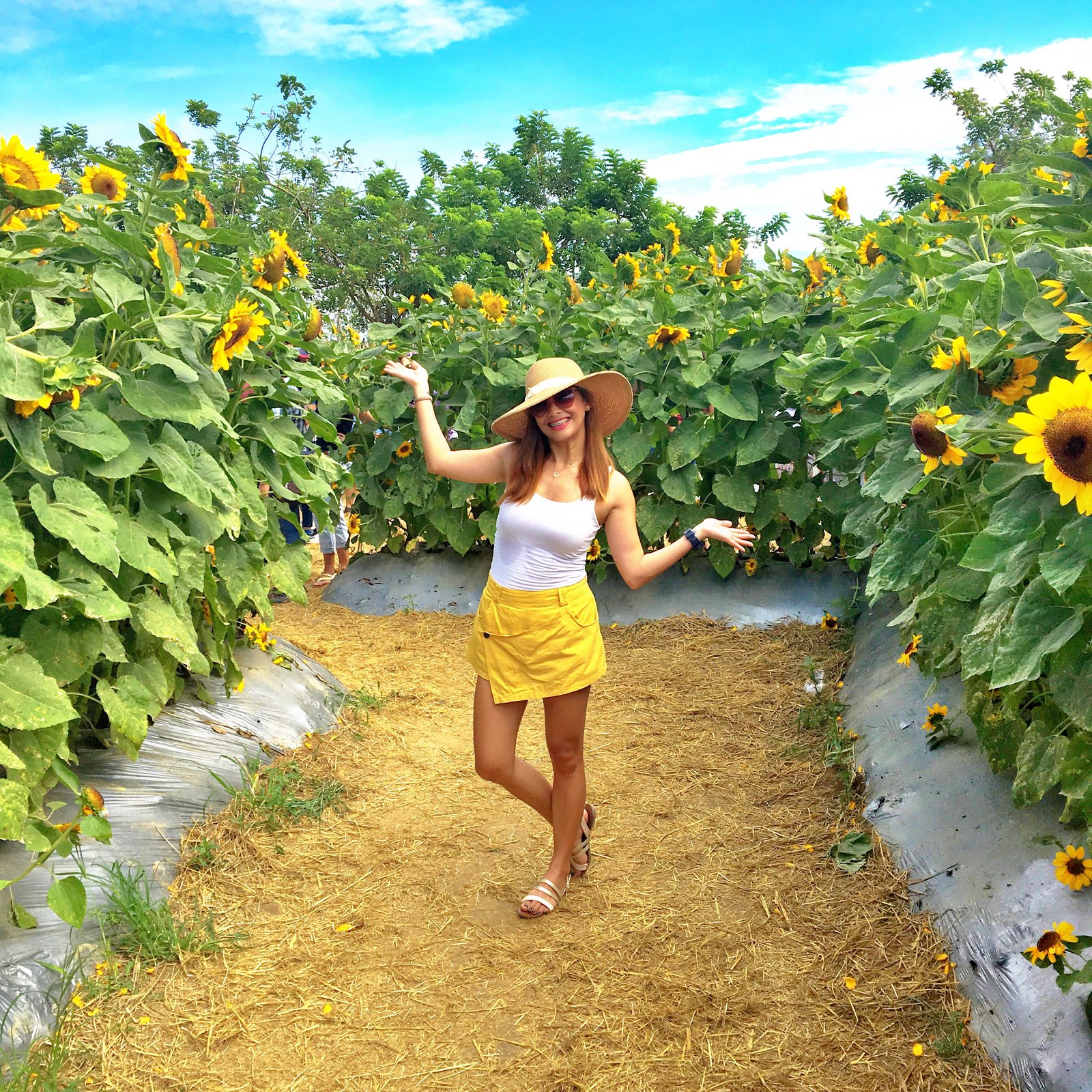 sunflower maze farm – althea's adventures