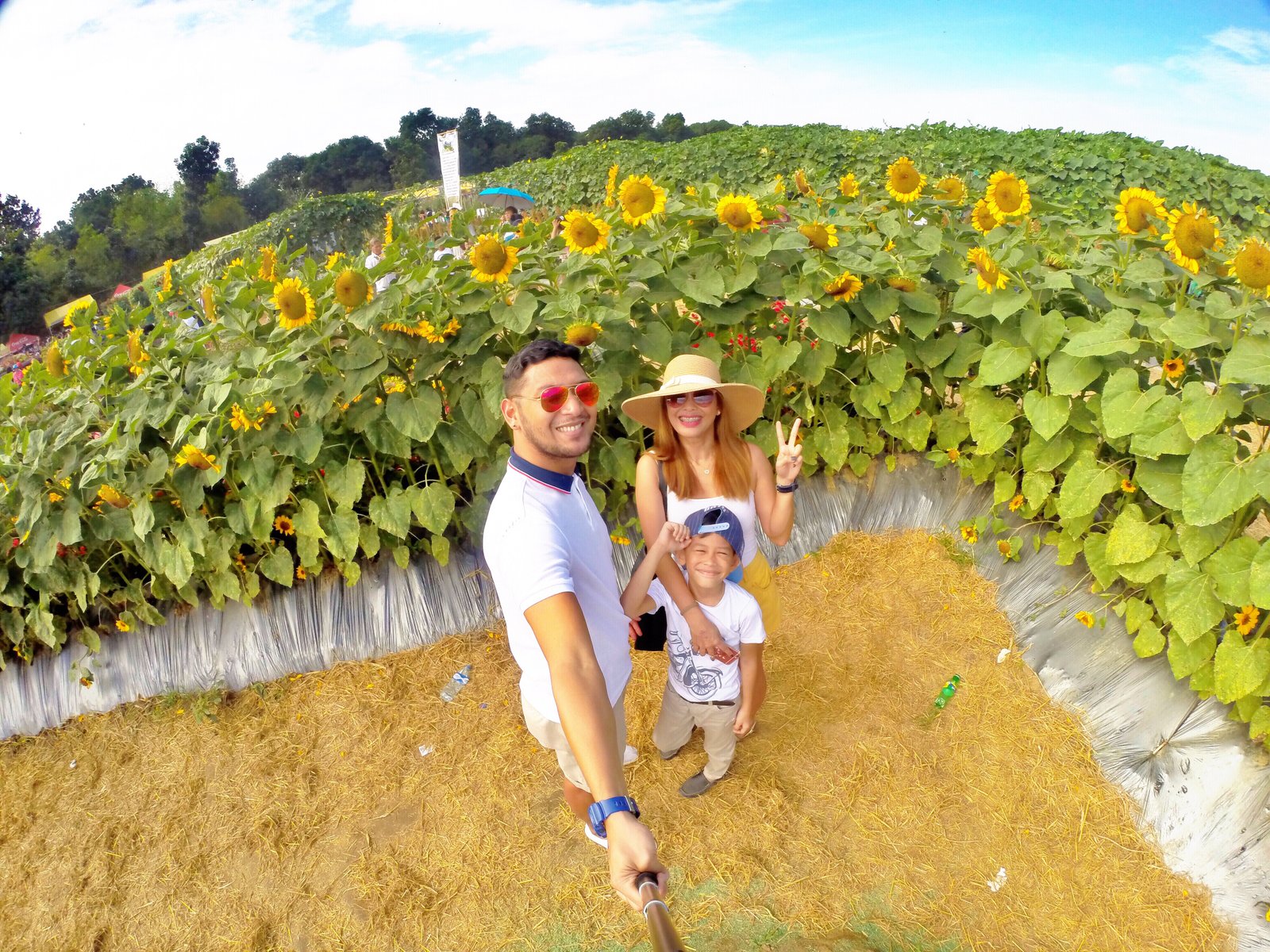 sunflower maze farm – althea's adventures