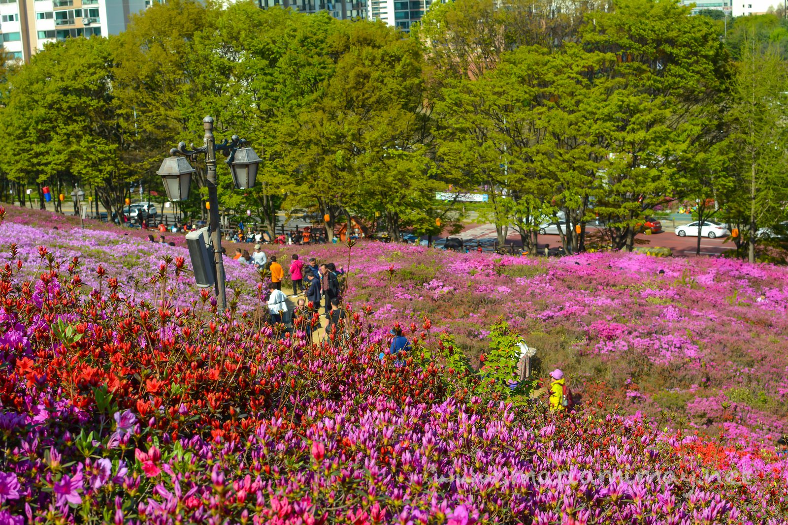 gunpo azalea festival | search results | when in south korea