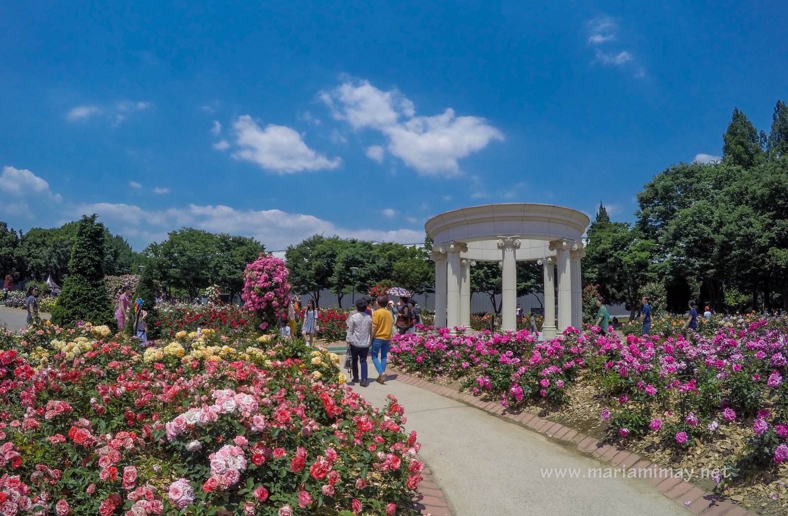 rose garden in olympic park | when in south korea